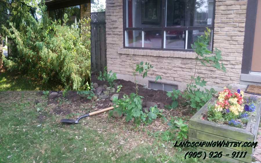 Bushes Tree Pruning Removal